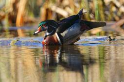 canard-branchu_2020510.jpg