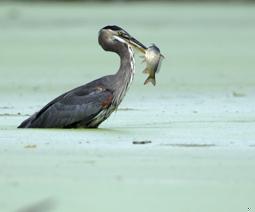 grand-heron_174809401.jpg