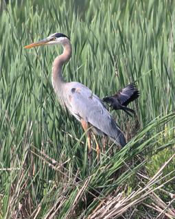 grand-heron_583215261.jpg